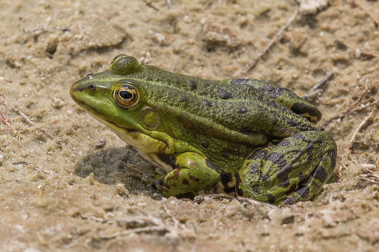 Une grenouille rieuse